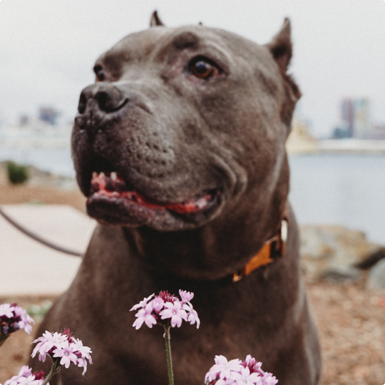 Hamilton is dark ashy colored with brown eyes and droopy lips that make him almost always appear to be grumpy. In this rare picture, he is sort of smiling.